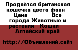 Продаётся британская кошечка цвета фавн › Цена ­ 10 000 - Все города Животные и растения » Кошки   . Алтайский край